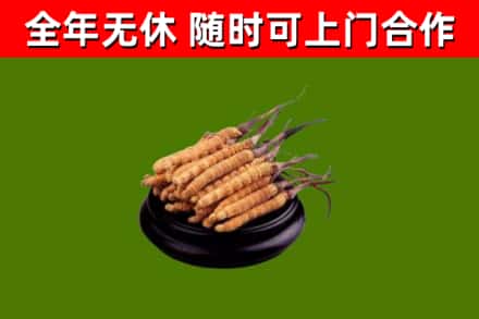 铁力市回收冬虫夏草